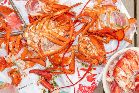 Cracked Lobster Shells