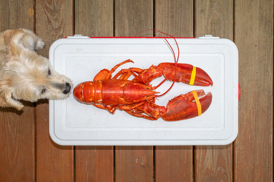 Lobster With Dog