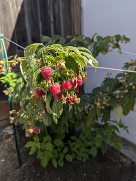 Homegrown raspberries