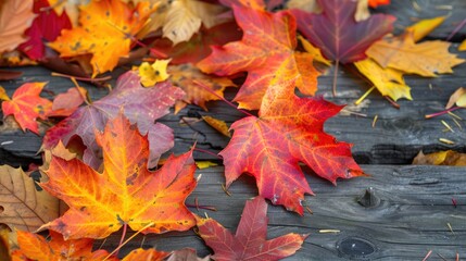 Maple leaves in fall on wood surface with leafy backdrop.