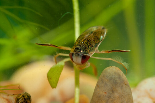 Insecte aquatique