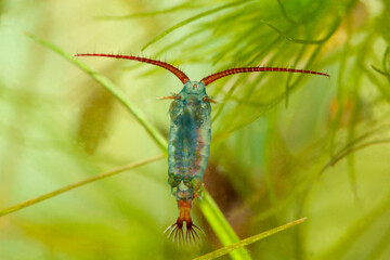copepode aquatique