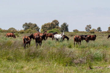 Chevaux sauvage espagne