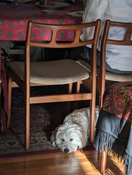 Dog sits under the dining table and a chair
