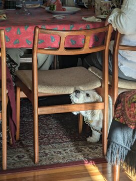 Dog sits under the dining table and a chair