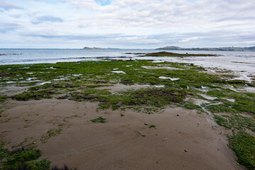 Textura Marina: La Playa de las Algas