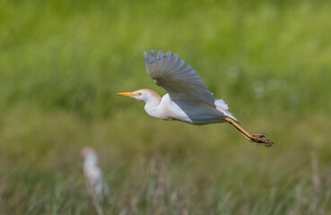 Western Cattle Egret (Bubulcus ibis) usually lives near water. It is possible to see them...