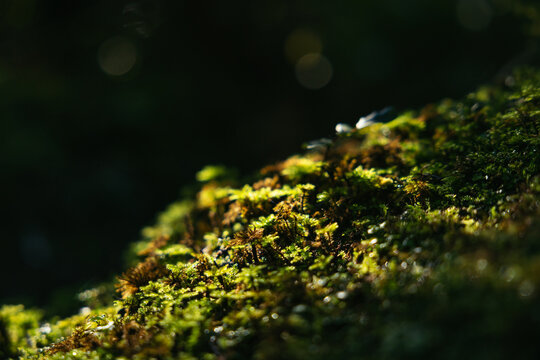 Flora of the native podocarp forest surrounding the lake Matheson