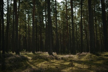 Obraz premium Serene forest with tall pines and sunlight