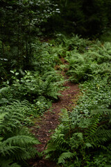 Fototapeta premium Vertical background image of nature trail in vibrant green forest with fern bushes no people