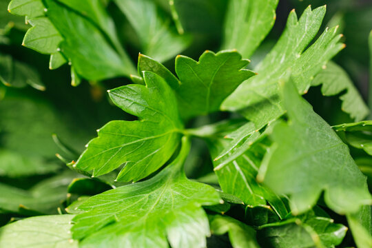 Fresh parsley leaves