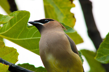 Obraz premium Cedar Waxwing 02