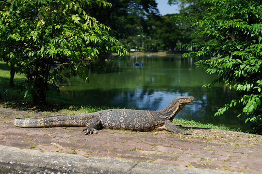 Asian water monitor