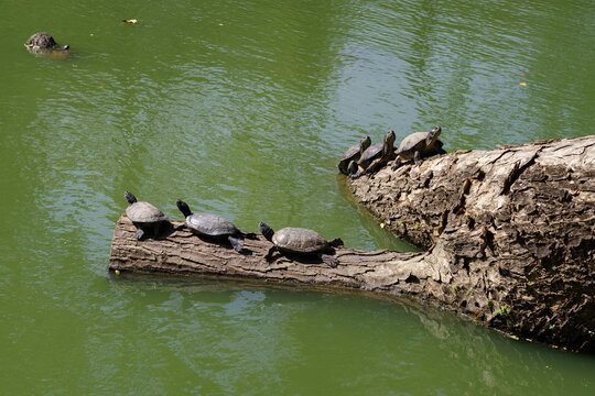 Tortoise at the park
