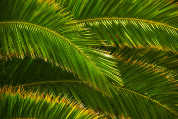 Fototapeta premium Environment, leaf and travel with palm tree in nature for tropical, summer and sustainability. Landscape, ecology and peace with plant and closeup on island for vacation, jungle ecosystem and growth