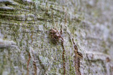 A dendryphantus jumping spider cleverly camouflaged against a beech tree in an Ontario Provincial Park.