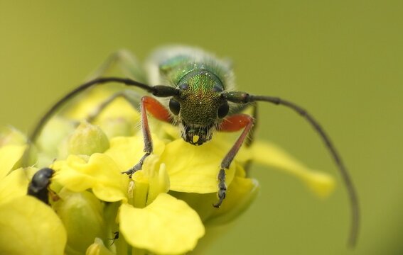 Phytoecia caerulea