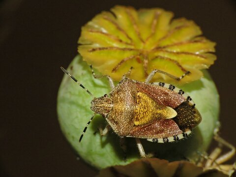 Dolycoris baccarum