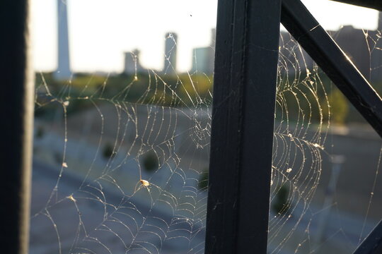 spider web