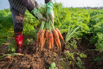 Harvesting carrots.