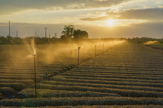 Carrot fields during seeding time.