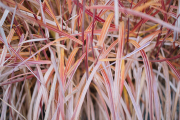 Close-up of colorful ornamental grass in garden