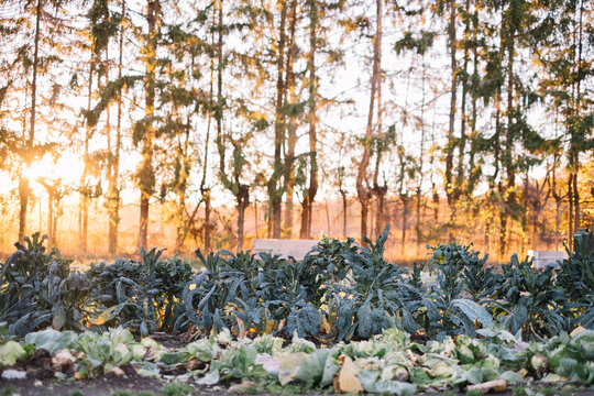 Cabbage and kale plants in a field with sunset background.
