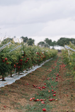 Rows of fruit trees with red fruits on the grass below