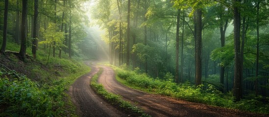 Obraz premium Enchanting Winding Forest Path with Soft Dappled Sunlight Streaming Through the Lush Green Foliage Serene and Peaceful Scenic Landscape in a Remote Countryside Woodland Setting