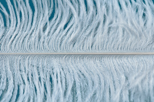 Fluffy ostrich feather with fringe texture in blue studio