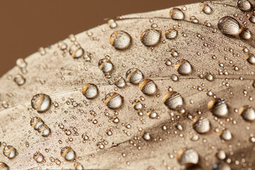 Part of bird feather with soft intricate lines under rain droplets