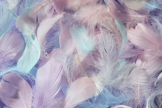Fluffy feathers in light blue and violet colours with soft texture