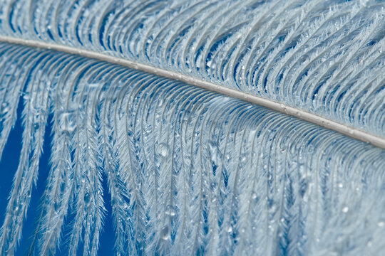 White ostrich feather under spray of water over blue background - Powered by Adobe