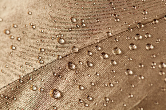 Gilded feather adorned with tiny splashes of water