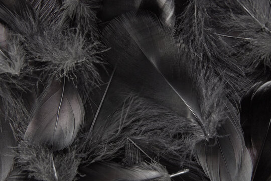 Set of black bird feathers with fluffy texture laying in heap