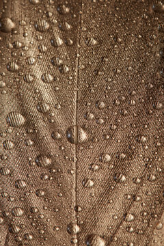 Bronze feather with surface covered with drops of transparent liquid