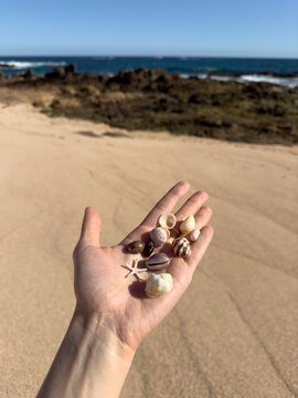 Hand with shells