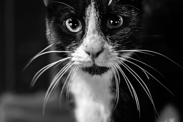 black and white a cat and eyes portrait