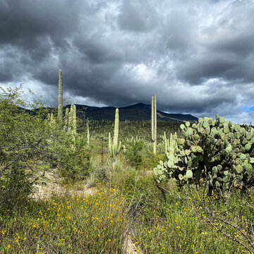 Desert landscape on a cloudy day