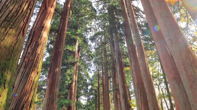 戸隠奥社参道の杉並木