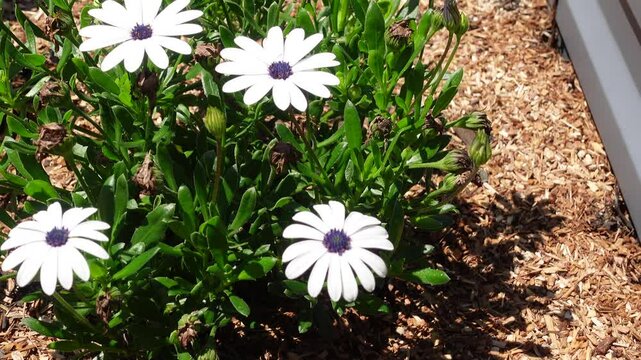 Blue and white daisybush Dimorphotheca ecklonis or Osteospermum commonly names as Cape marguerite, Van Staden's river daisy, Sundays river daisy, white daisy bush, star of the veldt