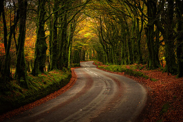 Obraz premium Beautiful autumn landscape. Falling leaves natural background
