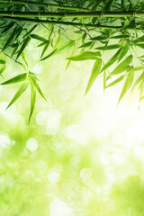 Naklejka premium Vertical Background bamboo.