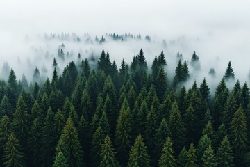 Fototapeta premium A breathtaking view of a dense coniferous forest enveloped in gentle morning mist, evoking tranquility and a deep connection to the untouched beauty of nature.