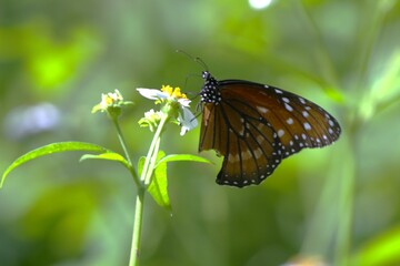 butterfly in the flower