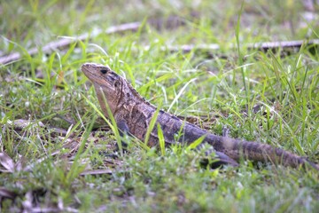 lizard on the grass