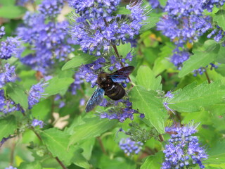 beautiful blue bee on levander
