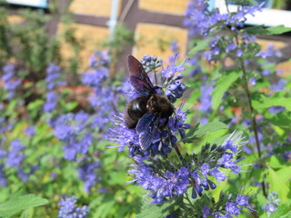 beautiful blue bee on levander