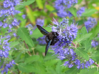 beautiful blue bee on levander