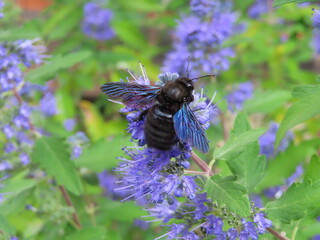 beautiful blue bee on levander